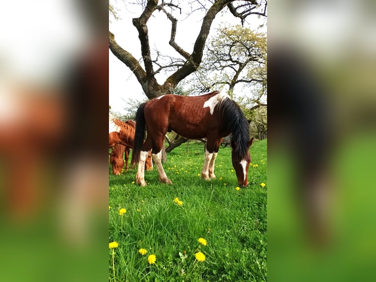Pinto Horse Stallone 2 Anni 160 cm Tobiano-tutti i colori in Berlingerode