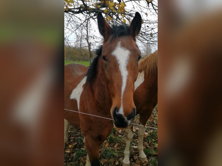 Pinto Horse Stallone 3 Anni 163 cm Tobiano-tutti i colori in Berlingerode