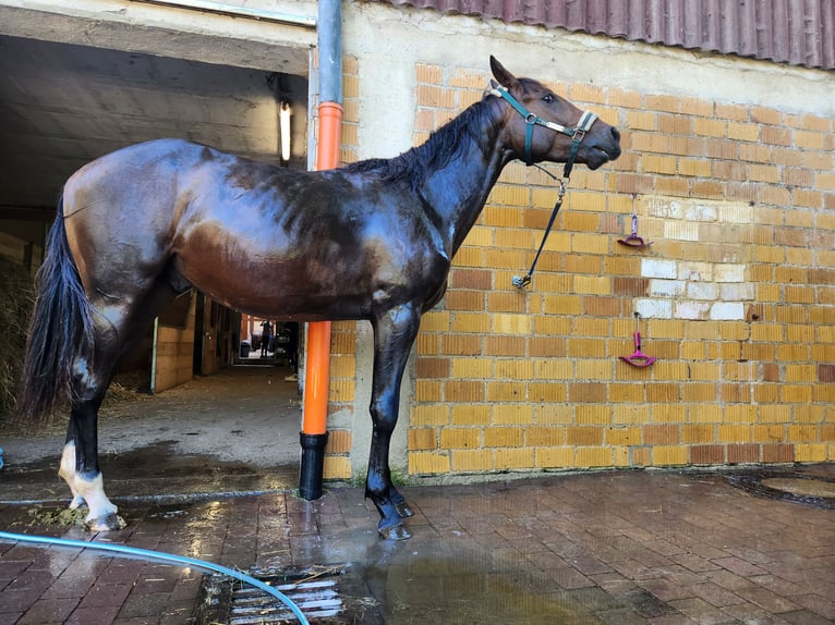 Pinto Horse Stallone 3 Anni Leopard in Homberg (Efze)