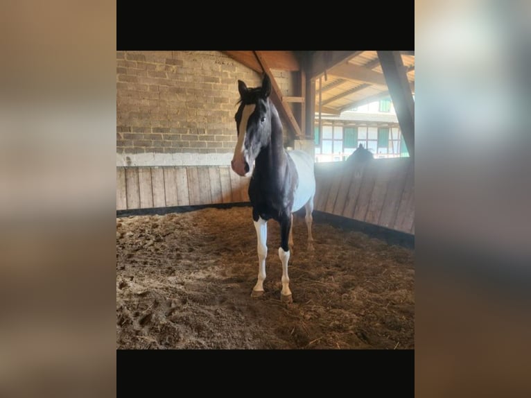 Pinto Horse Stallone 3 Anni Leopard in Homberg (Efze)