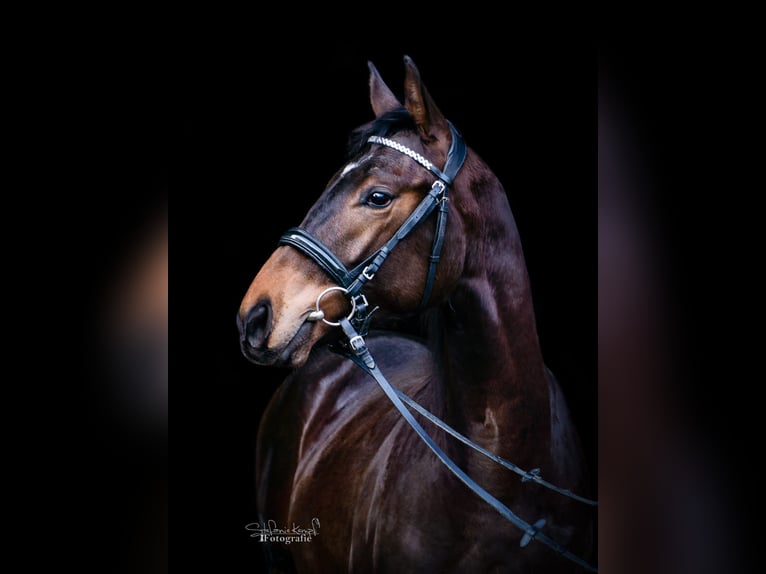 Pinto Horse Stallone 3 Anni Leopard in Homberg (Efze)