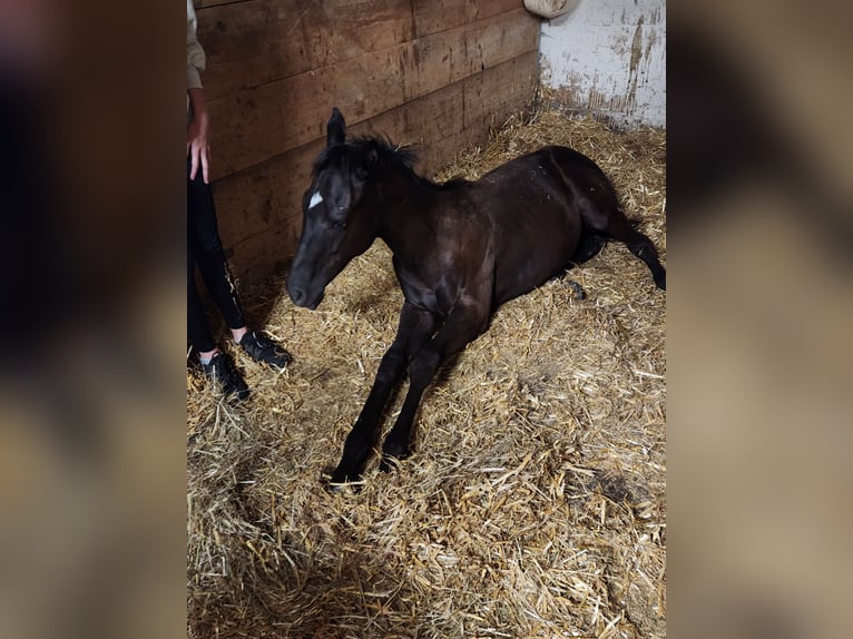 Pinto Horse Stallone 3 Anni Leopard in Homberg (Efze)