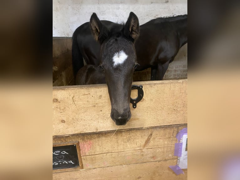 Pinto Horse Stallone 3 Anni Leopard in Homberg (Efze)