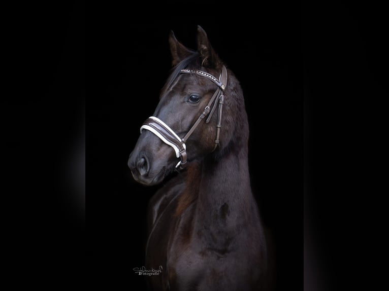 Pinto Horse Stallone 3 Anni Leopard in Homberg (Efze)