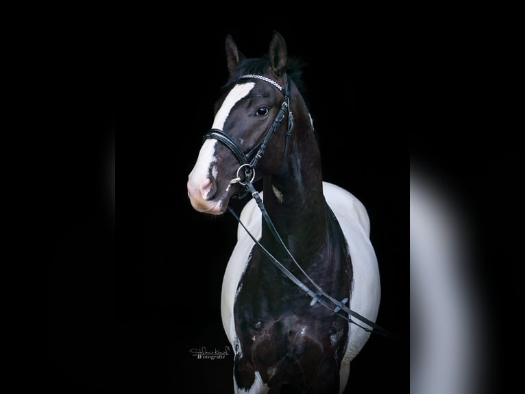 Pinto Horse Stallone 3 Anni Leopard in Homberg (Efze)