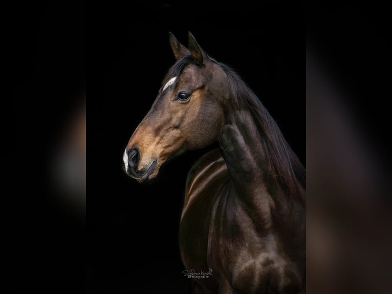 Pinto Horse Stallone 3 Anni Leopard in Homberg (Efze)