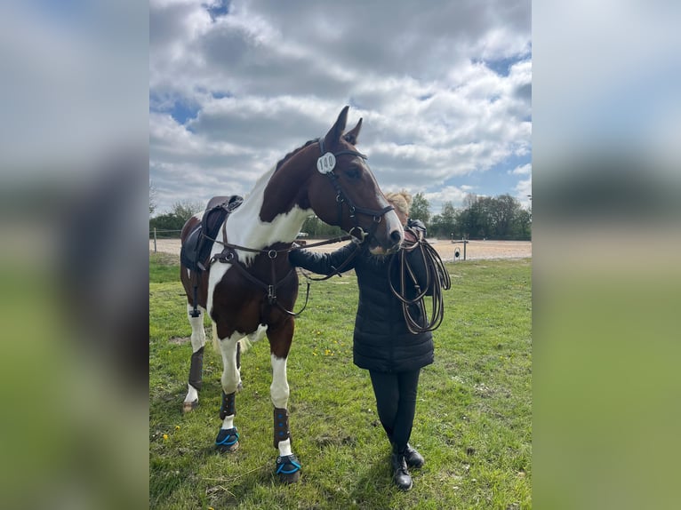 Pinto Horse Stallone 5 Anni 165 cm Pezzato in Leer (Ostfriesland)