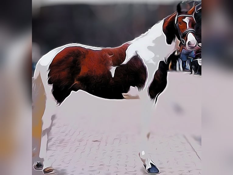 Pinto Horse Stallone 5 Anni 165 cm Pezzato in Leer (Ostfriesland)