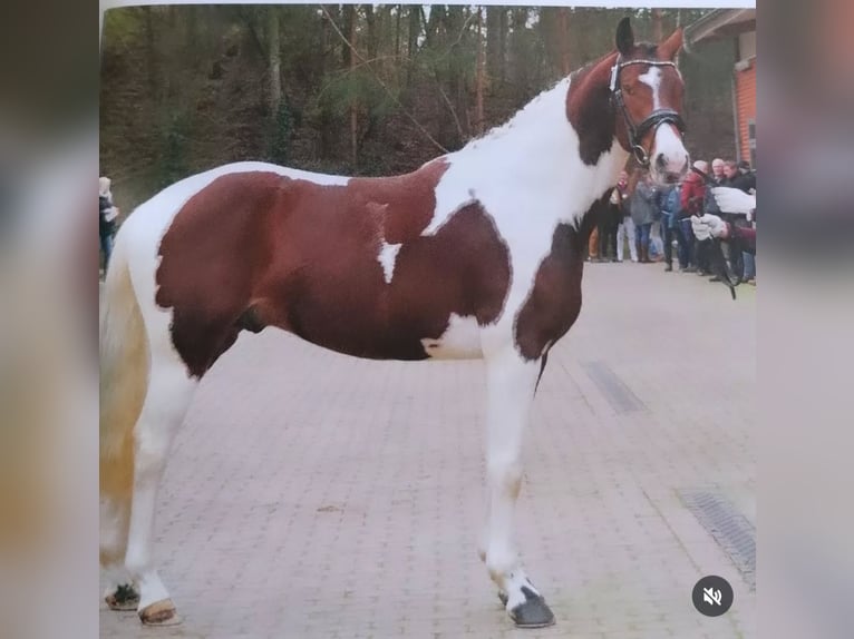 Pinto Horse Stallone 5 Anni 165 cm Pezzato in Leer (Ostfriesland)