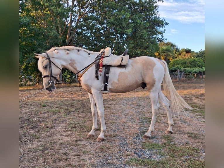 Pinto Horse Mix Stallone 7 Anni 160 cm Palomino in Santiago De Compostela