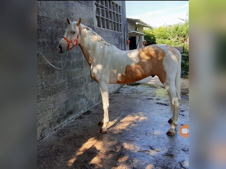 Pinto Horse Mix Stallone 7 Anni 160 cm Palomino in Santiago De Compostela