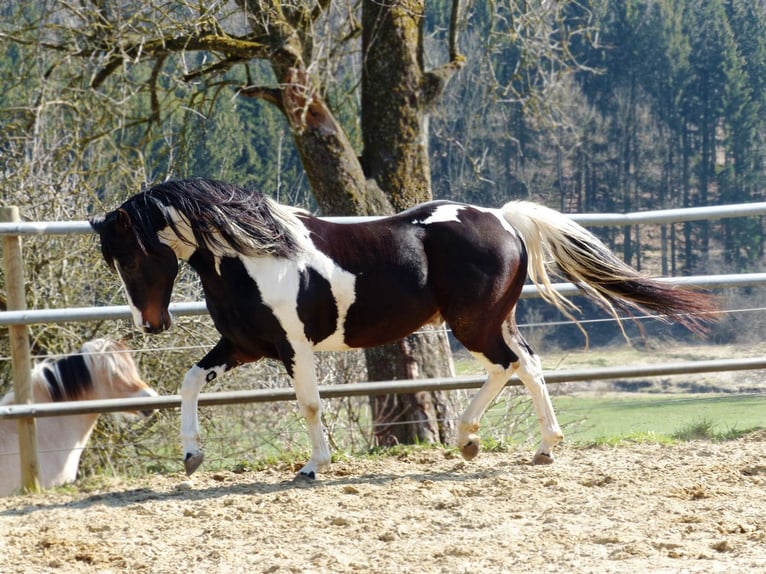 Pinto Horse Stallone in Rot an der Rot