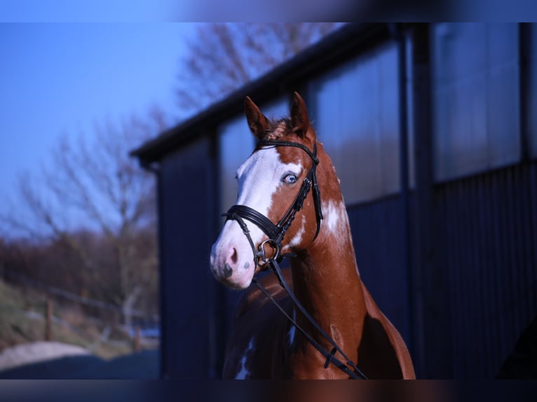 Pinto Horse Stallone Overo-tutti i colori in HeideblickLuckau