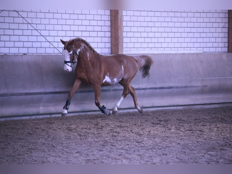Pinto Horse Stallone Overo-tutti i colori in HeideblickLuckau