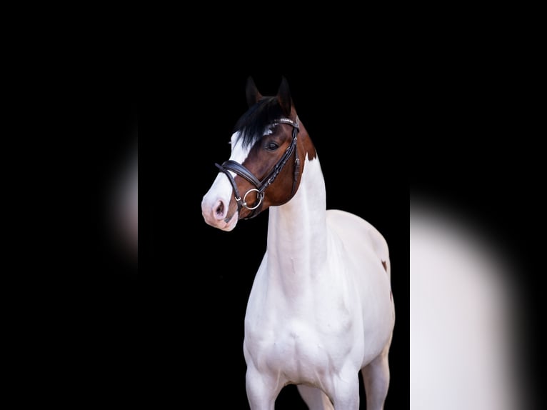 Pinto Horse Stallone Pezzato in Aukrug