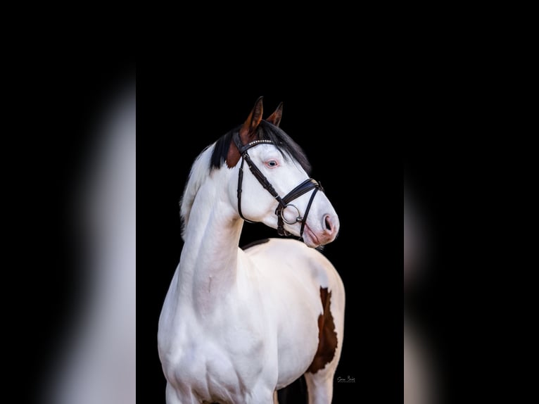 Pinto Horse Stallone Pezzato in Aukrug