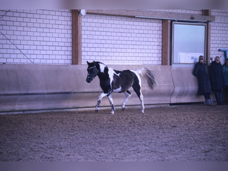 Pinto Horse Stallone Pezzato in Luckau