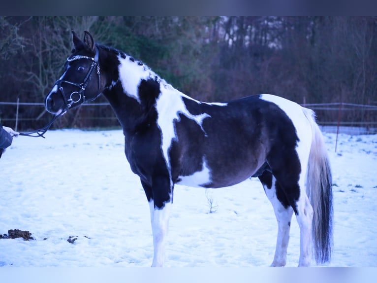 Pinto Horse Stallone Pezzato in Luckau