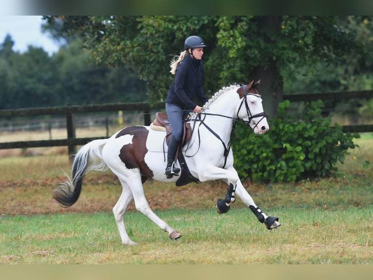 Pinto Horse Stallone Pezzato in Aukrug