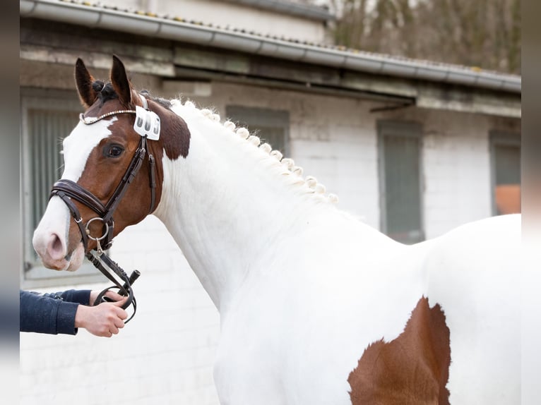 Pinto Horse Stallone Pezzato in Aukrug