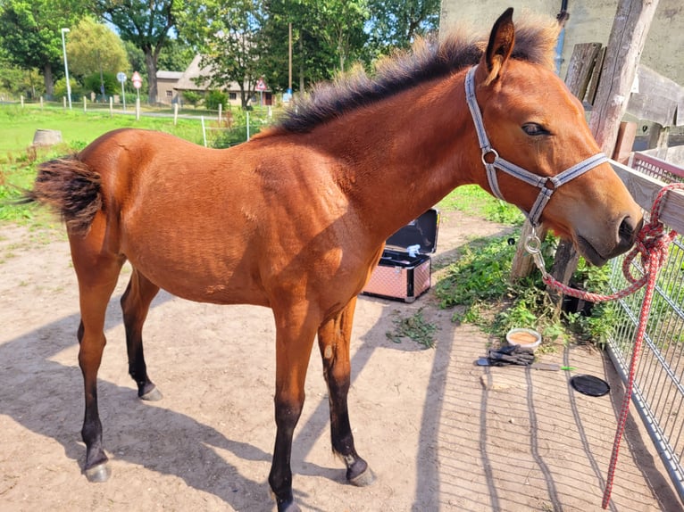 Pinto Horse Stallone Puledri (03/2024) 115 cm Baio in Glasin