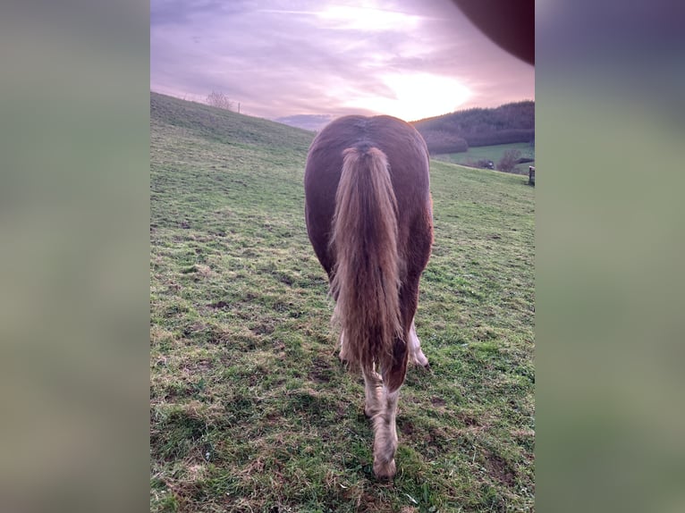 Pinto Horse Stallone Puledri (04/2024) 130 cm Sauro in Frankenau