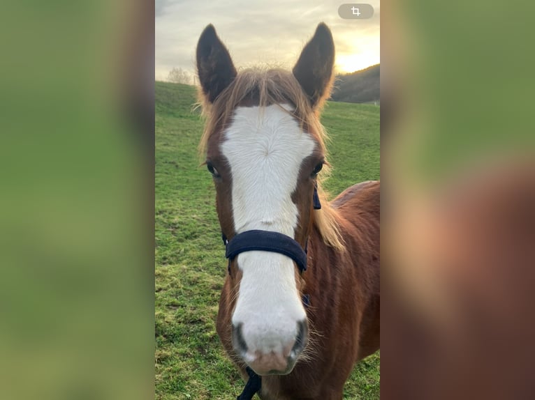 Pinto Horse Stallone Puledri (04/2024) 130 cm Sauro in Frankenau