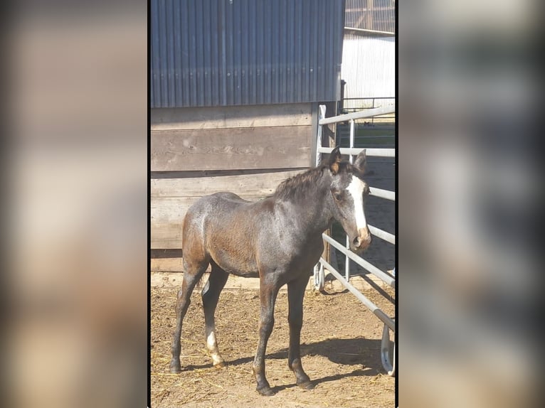 Pinto Horse Mix Stallone Puledri (04/2025) 150 cm Grigio pezzato in Ennepetal