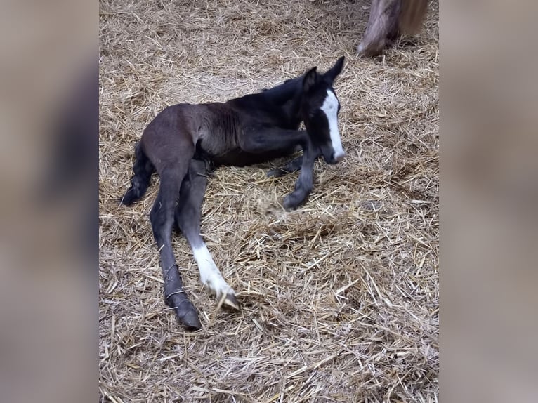 Pinto Horse Mix Stallone Puledri (04/2025) 150 cm Grigio pezzato in Ennepetal