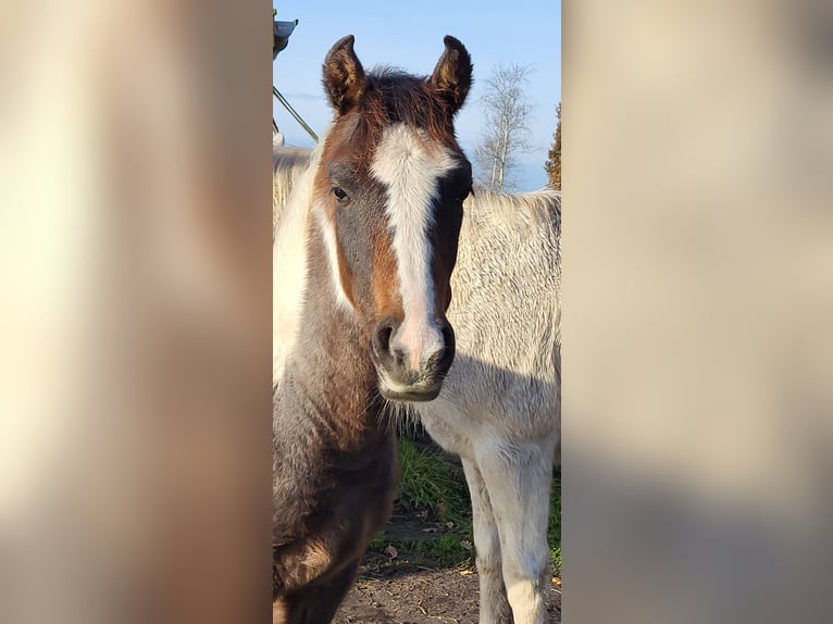 Pinto Horse Stallone Puledri (05/2024) 150 cm Può diventare grigio in Gnarrenburg