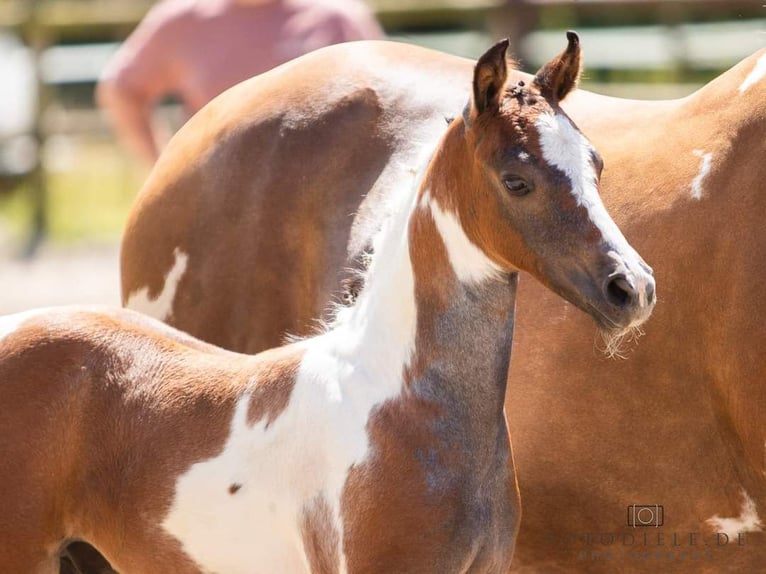 Pinto Horse Stallone Puledri (05/2024) 150 cm Può diventare grigio in Gnarrenburg