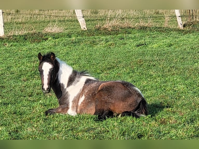 Pinto Horse Stallone Puledri (05/2024) 150 cm Può diventare grigio in Gnarrenburg