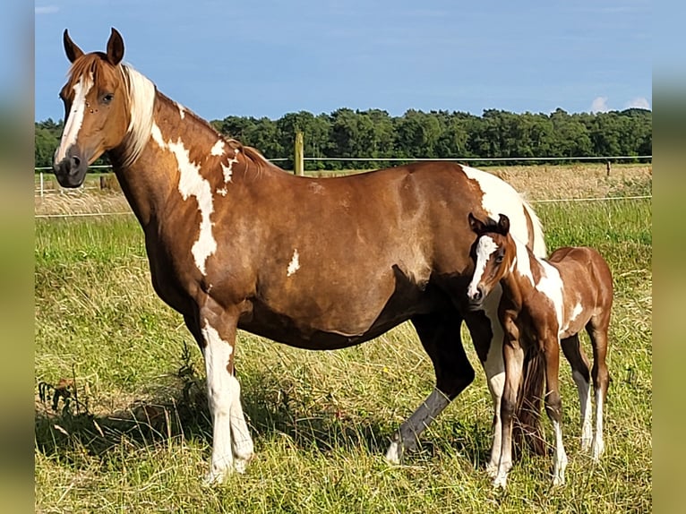 Pinto Horse Stallone Puledri (05/2024) 150 cm Può diventare grigio in Gnarrenburg