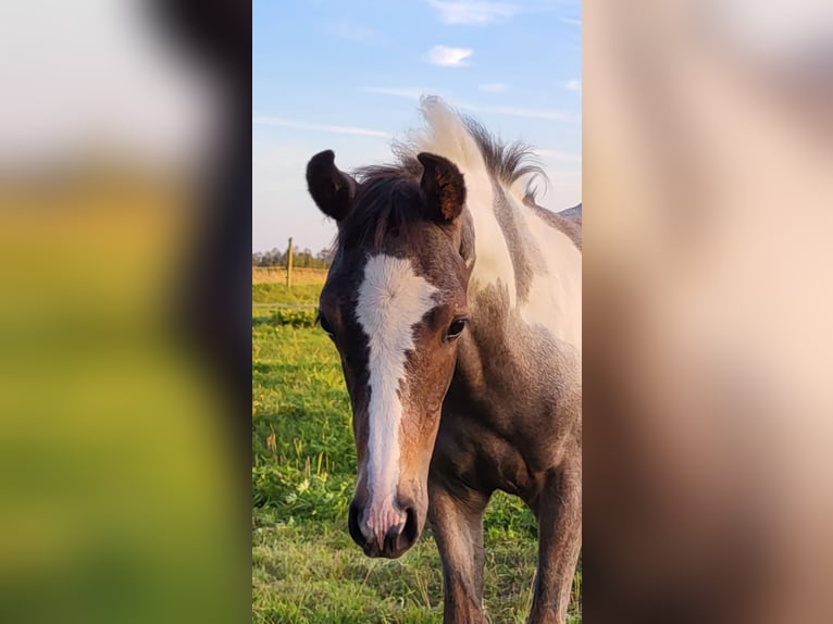 Pinto Horse Stallone Puledri (05/2024) 150 cm Può diventare grigio in Gnarrenburg