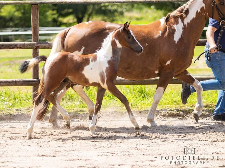 Pinto Horse Stallone Puledri (05/2024) 150 cm Può diventare grigio in Gnarrenburg