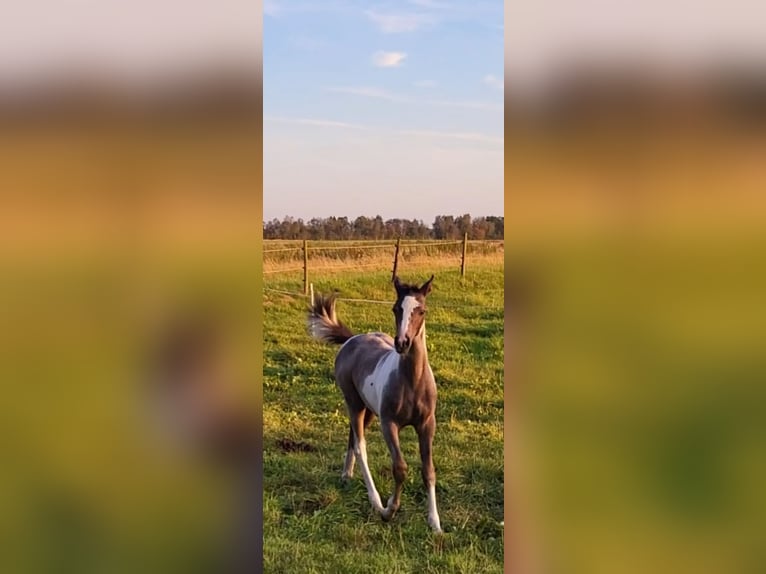 Pinto Horse Stallone Puledri (05/2024) 150 cm Può diventare grigio in Gnarrenburg