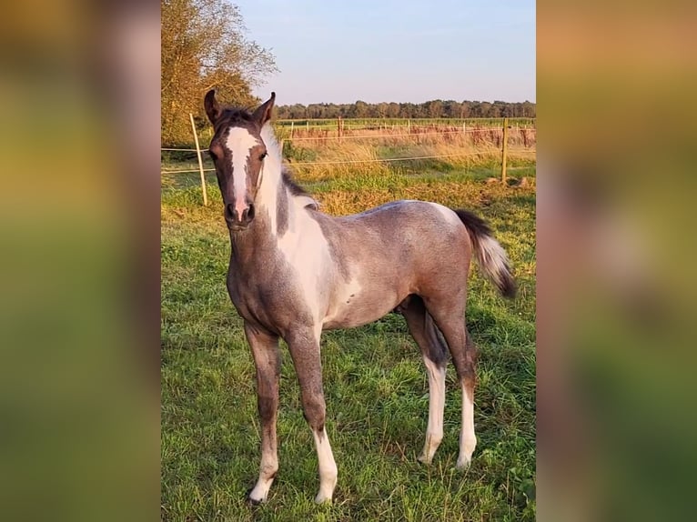 Pinto Horse Stallone Puledri (05/2024) 150 cm Può diventare grigio in Gnarrenburg