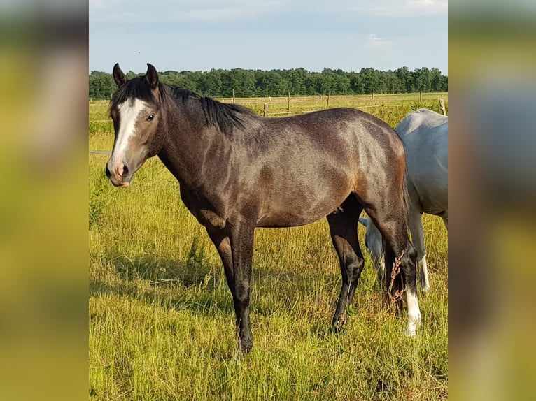 Pinto Horse Stallone Puledri (05/2024) 150 cm Può diventare grigio in Gnarrenburg