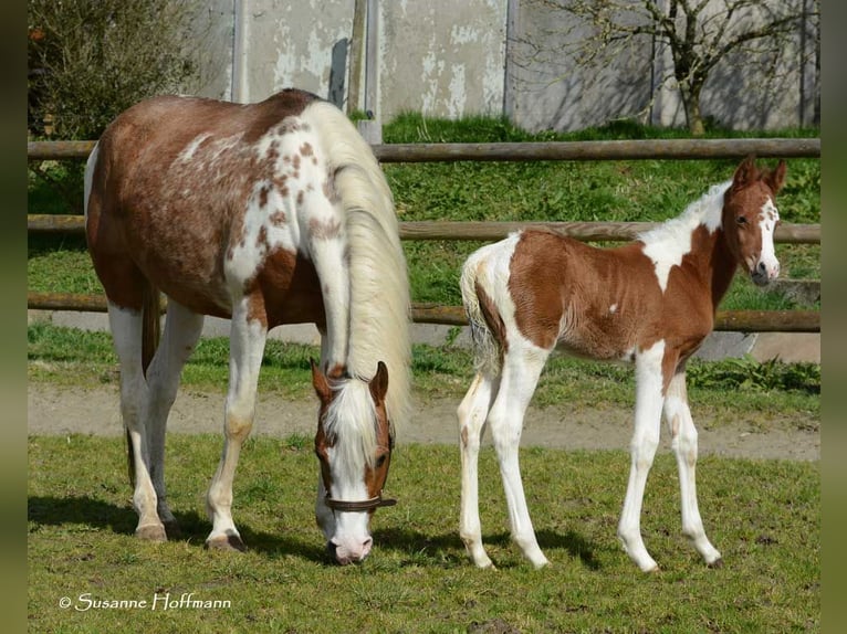 Pinto Horse Stallone Puledri
 (03/2024) 152 cm Tobiano-tutti i colori in Mörsdorf
