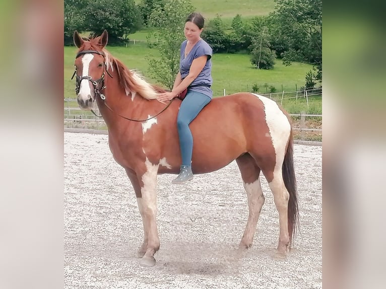 Pinto Horse Stallone Puledri
 (04/2024) 160 cm Baio in Puchberg am Schneeberg