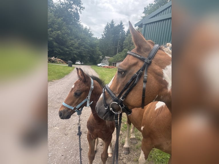 Pinto Horse Stallone Puledri (06/2025) 160 cm Baio scuro in Holste