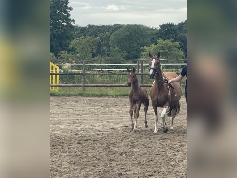 Pinto Horse Stallone Puledri (06/2025) 160 cm Baio scuro in Holste