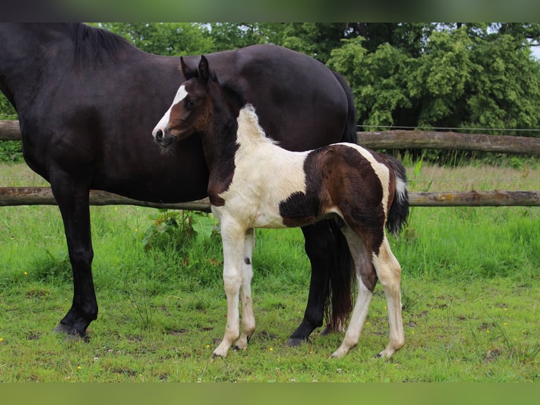 Pinto Horse Stallone Puledri (05/2026) Pezzato in Westerstede
