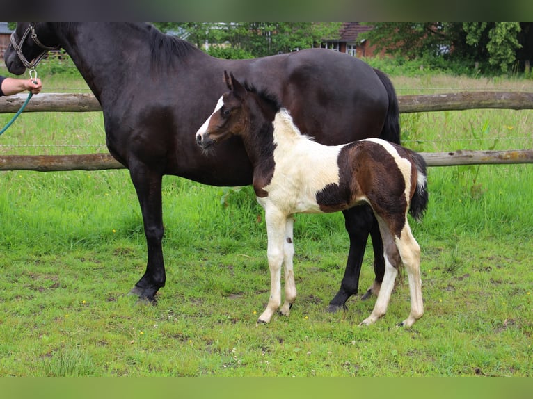 Pinto Horse Stallone Puledri (05/2026) Pezzato in Westerstede