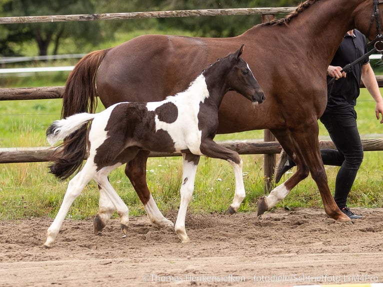 Pinto Horse Stallone Puledri (06/2025) Pezzato in Ganderkesee