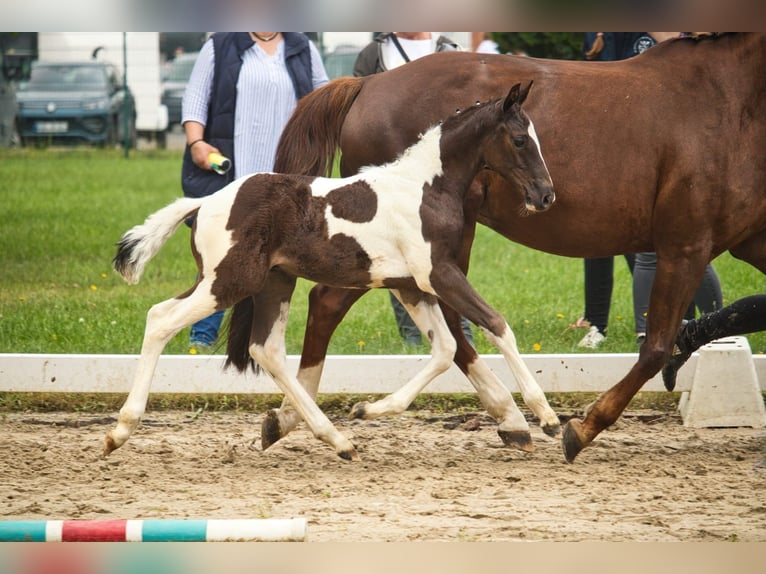 Pinto Horse Stallone Puledri (06/2025) Pezzato in Ganderkesee