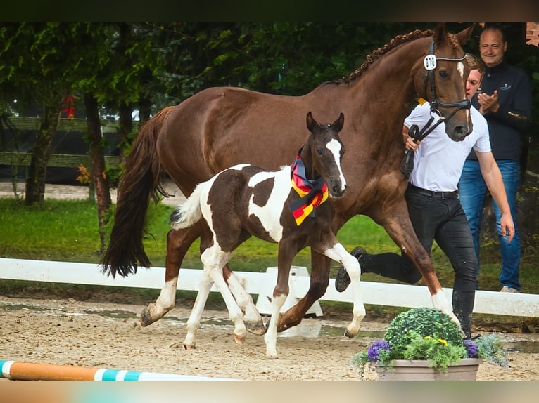 Pinto Horse Stallone Puledri (06/2025) Pezzato in Ganderkesee