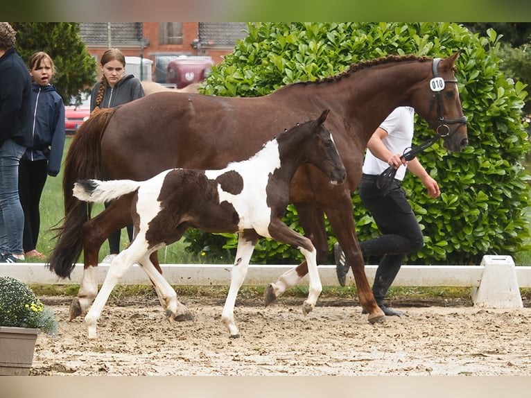 Pinto Horse Stallone Puledri (06/2025) Pezzato in Ganderkesee