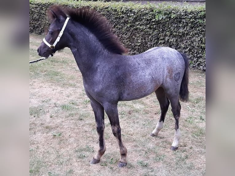 Pinto Horse Stallone Roano blu in Gudendorf