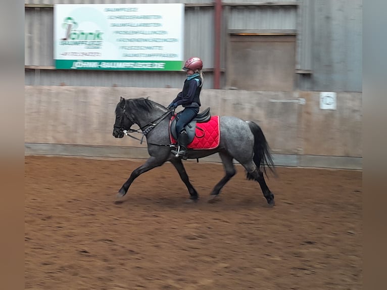 Pinto Horse Stallone Roano blu in Gudendorf